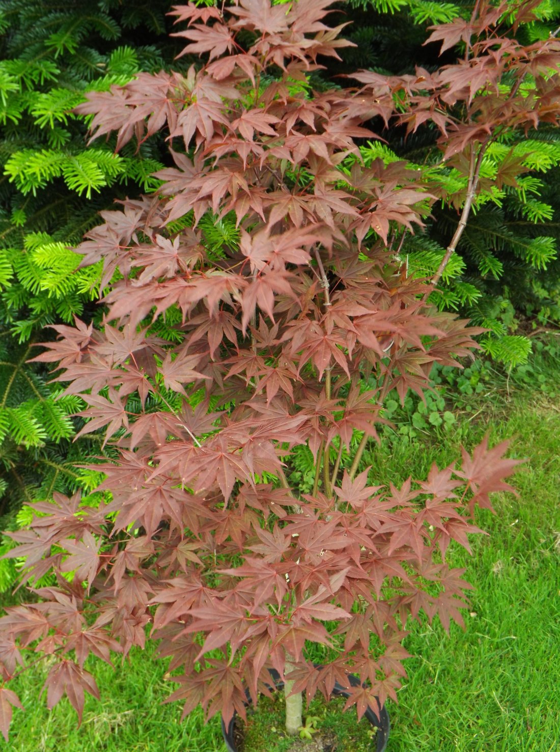 Acer palm. ´Atropurpureum´