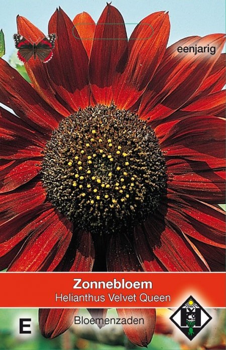 Zonnebloem