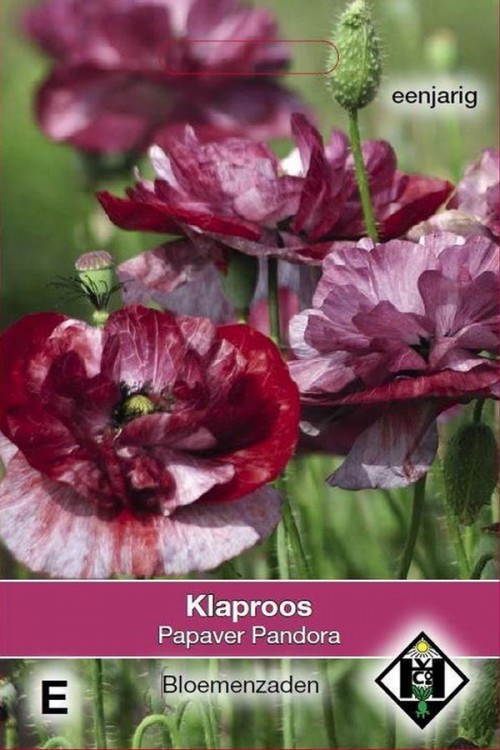 Papaver