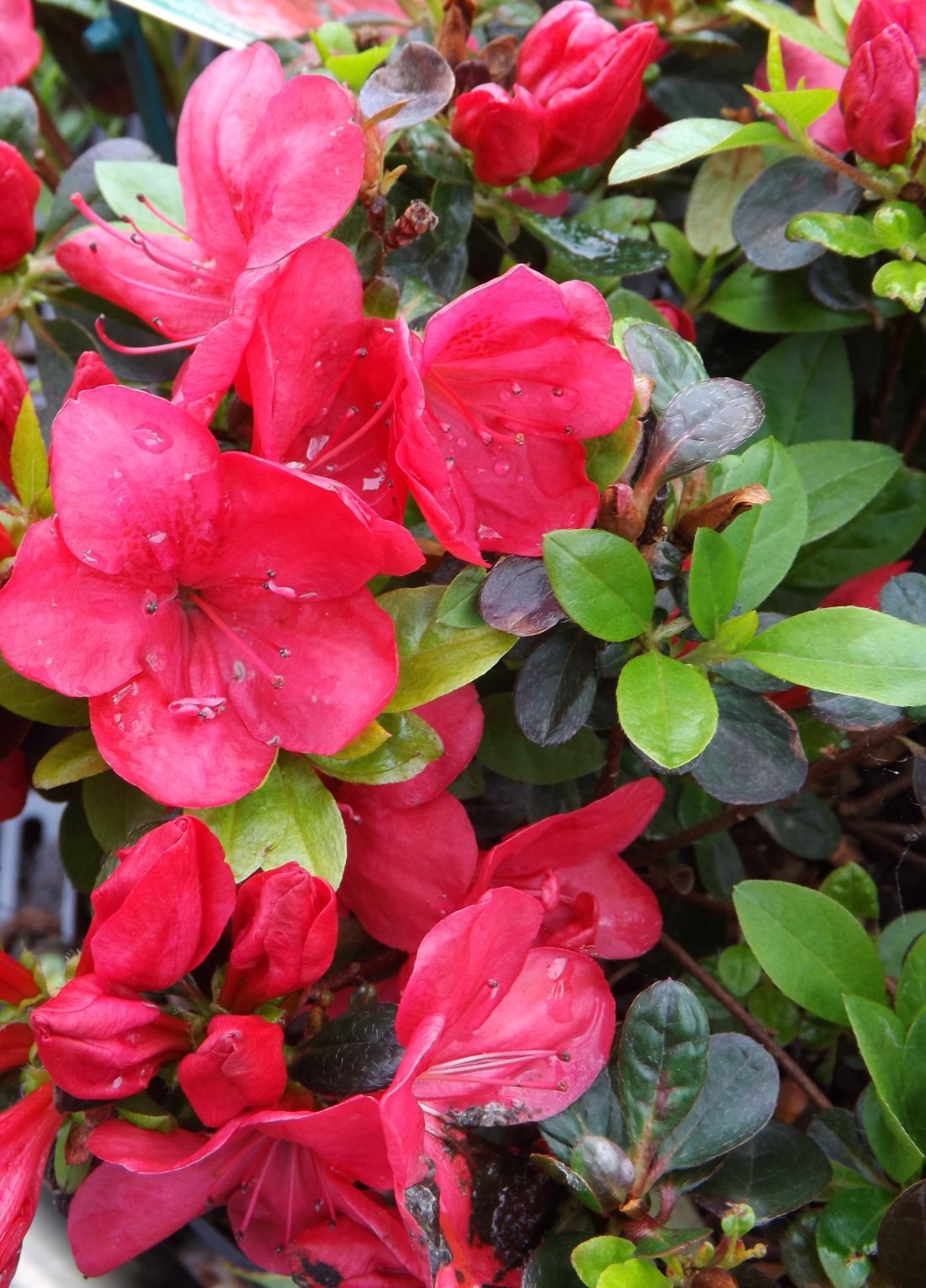 Azalea japonica