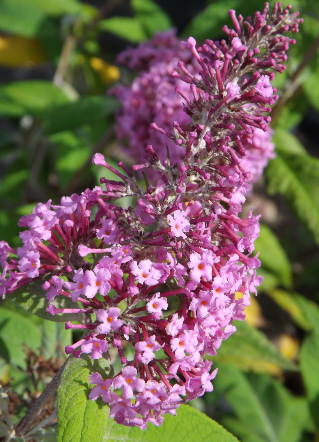 Buddleja dav. ´Pink Delight´