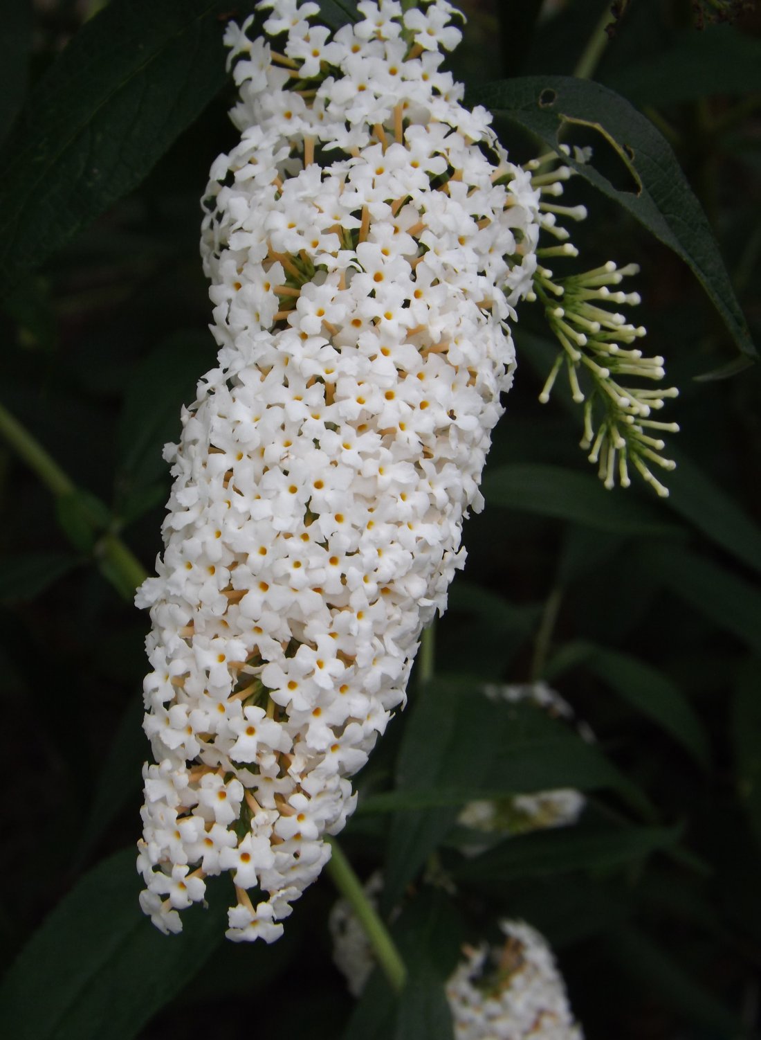 Buddleja dav. ‘White Profusion’