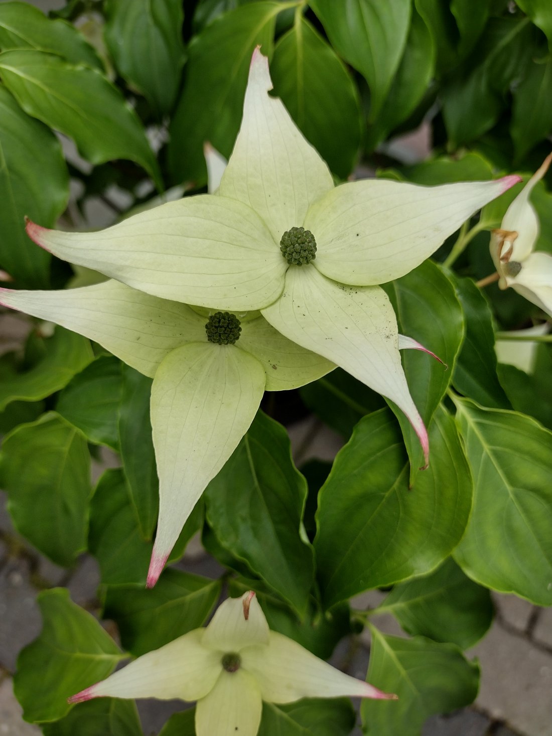Cornus kousa 'China Girl'