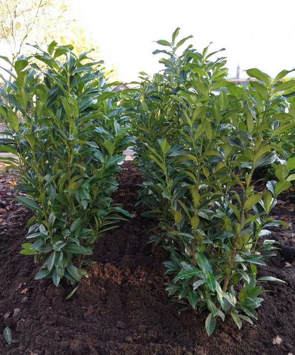 Prunus laur. Genolia
