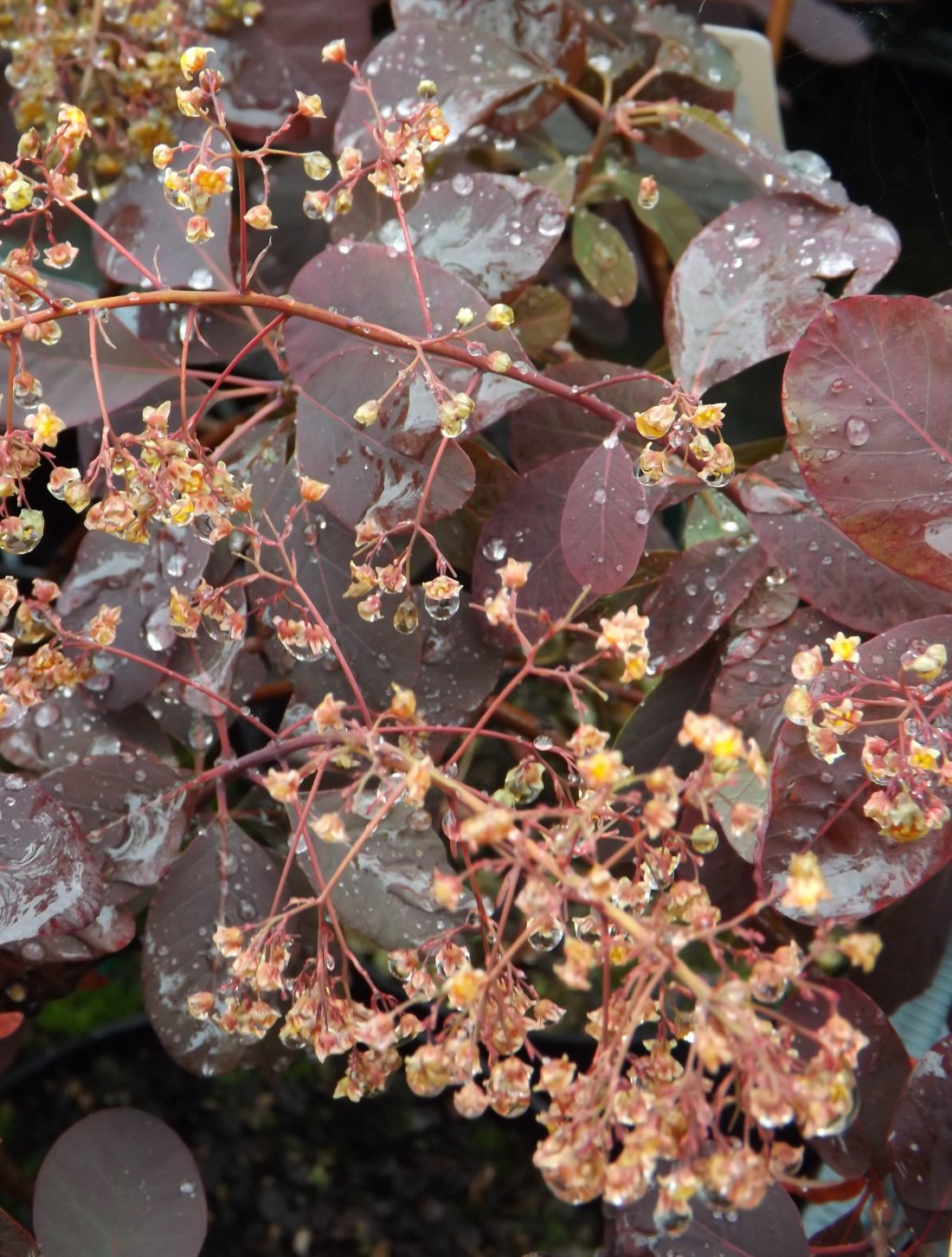 Cotinus cog. 'Royal Purple'