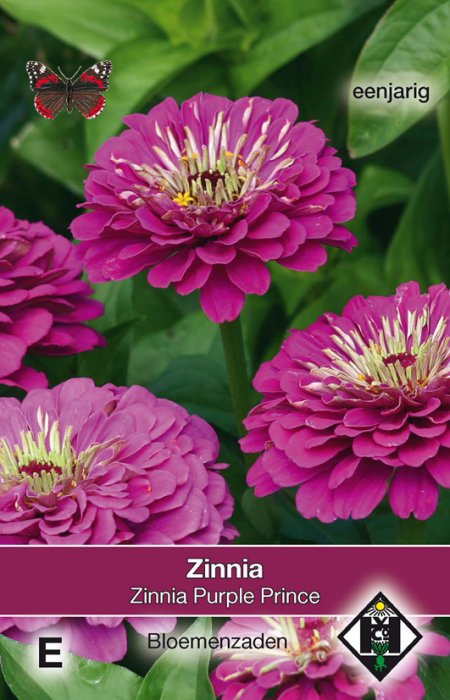 Zinnia