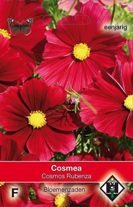 Cosmea