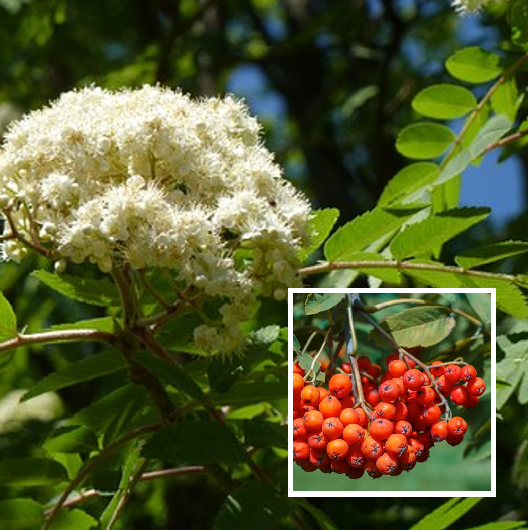 Sorbus aucuparia (Gewone lijsterbes)