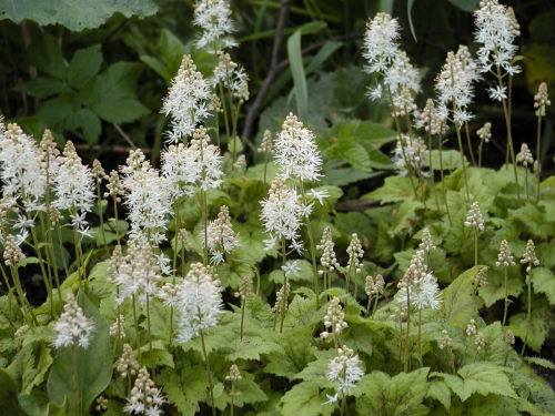 Tiarella cordifolia