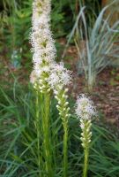 Liatris spicata 'Floristan Weiss'