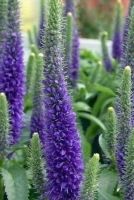 Veronica spicata