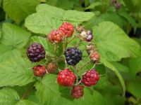 Rubus occidentallis 'Black Jewel'