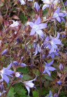 Campanula poscharskyana