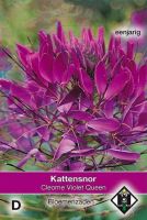 Cleome Violet Queen